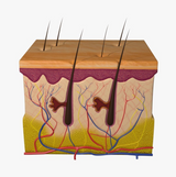 Delicate Charms Plastic Surgeon Gifts, Skin Lapel Pin Skin, Dermatologist Gift, Anatomy and Cell Lapel Pins