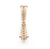 Delicate Charms Chiropractor Gift and Anatomy Pins- Spine, Neuromuscular and Alternative Medicine Lapels Collector Pin, Anatomy Pin Thoracic lumbar cervical Vertebrae Lapel Pin