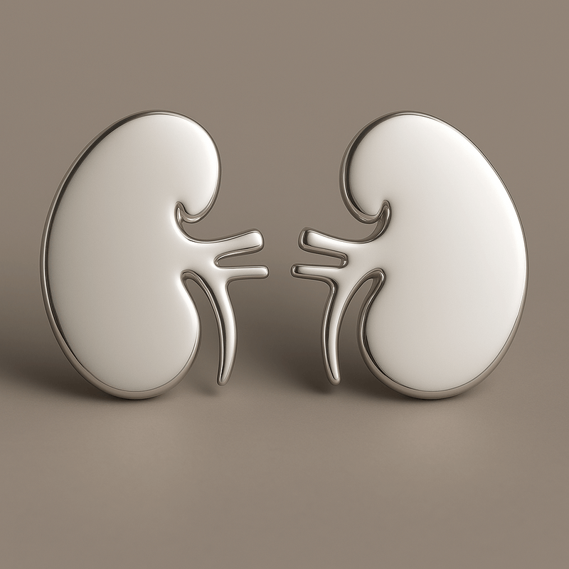 Pair Of Kidneys Delicate Charms Kidney Earrings Kidney enamel pin.Nephrology  urology kidneys
