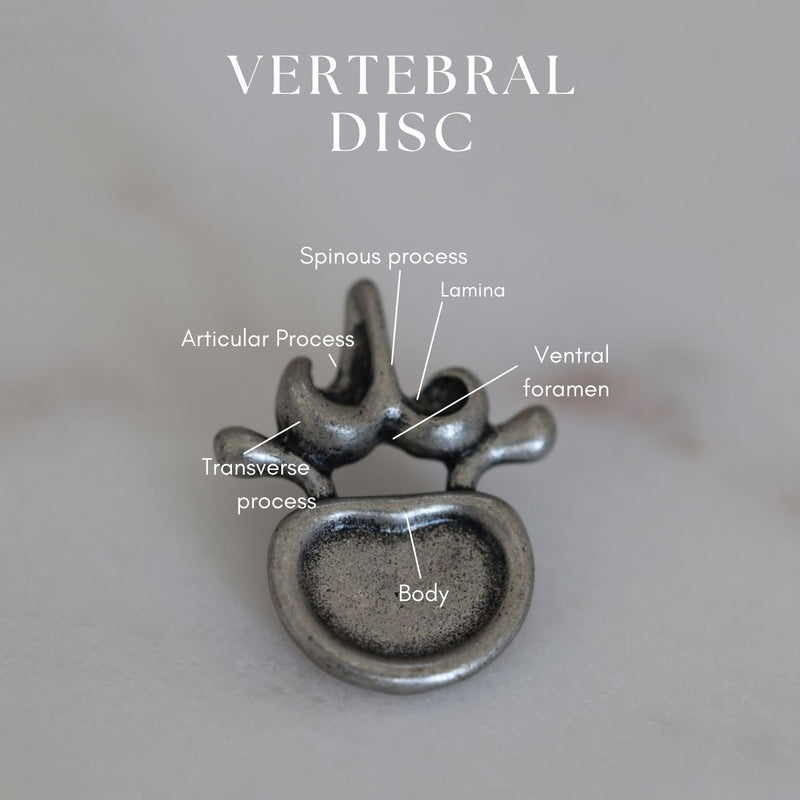 Spinal Section Vertebrae