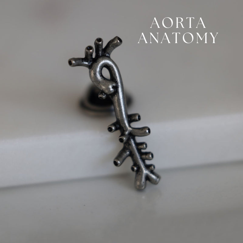 Delicate Charms Aorta Anatomy Aorta Anatomy Circulatory System Cardio Aorta Anatomy